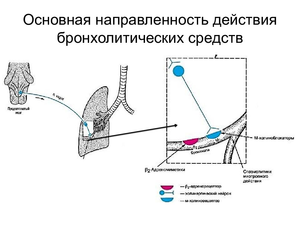 Презентация средства влияющие на функции органов дыхания