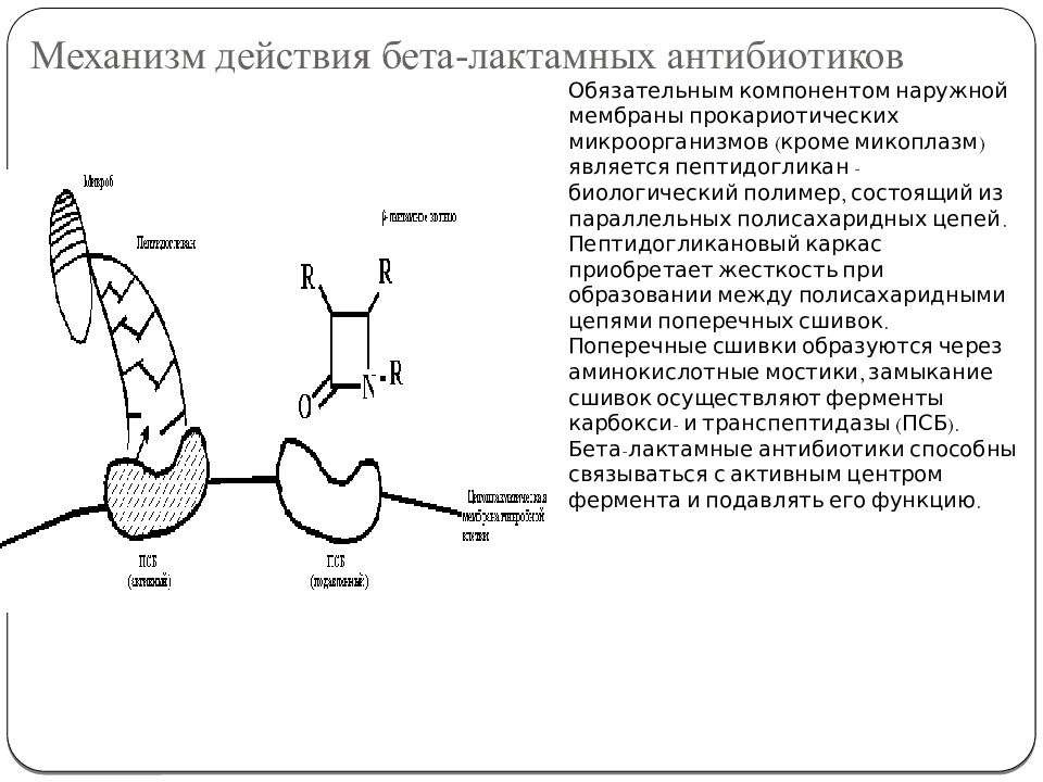 Механизм действия антибиотиков. Механизм антибактериального действия бета-лактамных антибиотиков. Бета-лактамные антибиотики механизм противомикробного действия. Механизм действия бета лактамных антибиотиков. Бета лактамы механизм действия антибиотики.