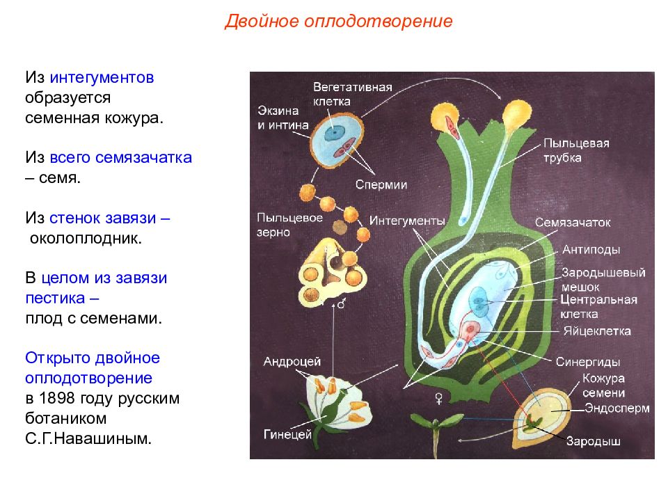 Определи какой цифрой на рисунке обозначена клетка из которой развивается эндосперм