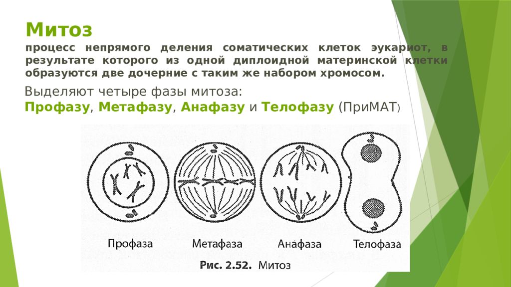 Схема митотического деления клетки диплоидной клетки