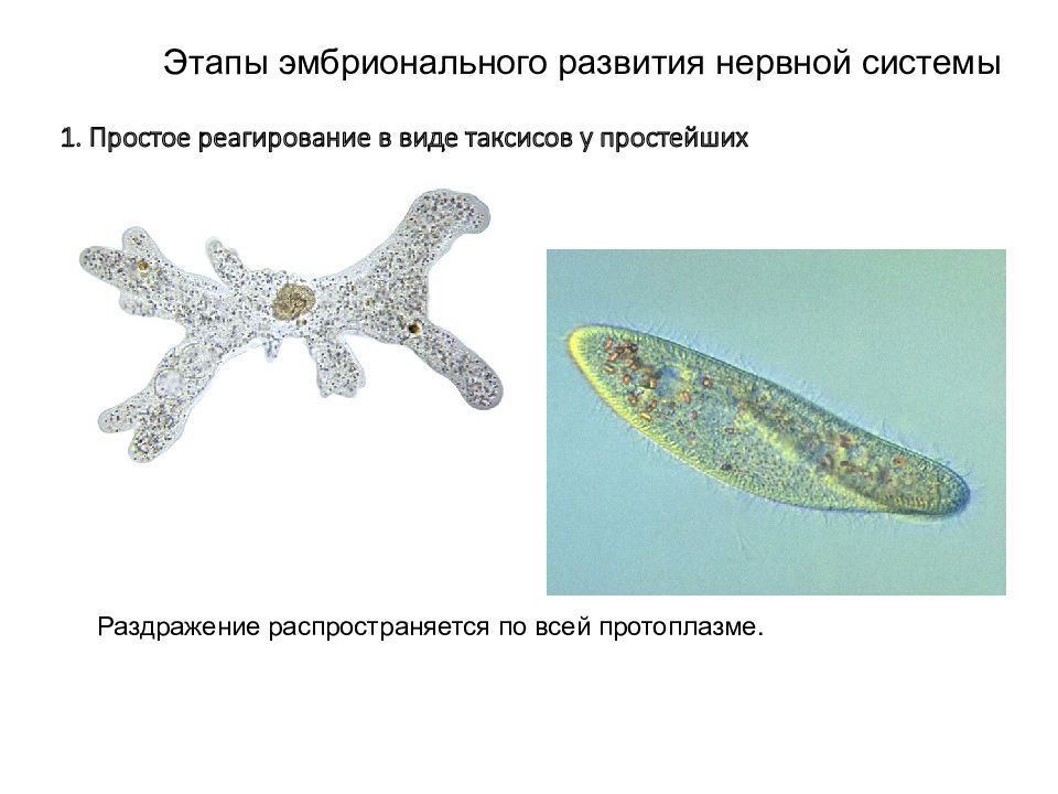 Назовите типы и виды животных нервные системы которых показаны на рисунке чем эти системы отличаются