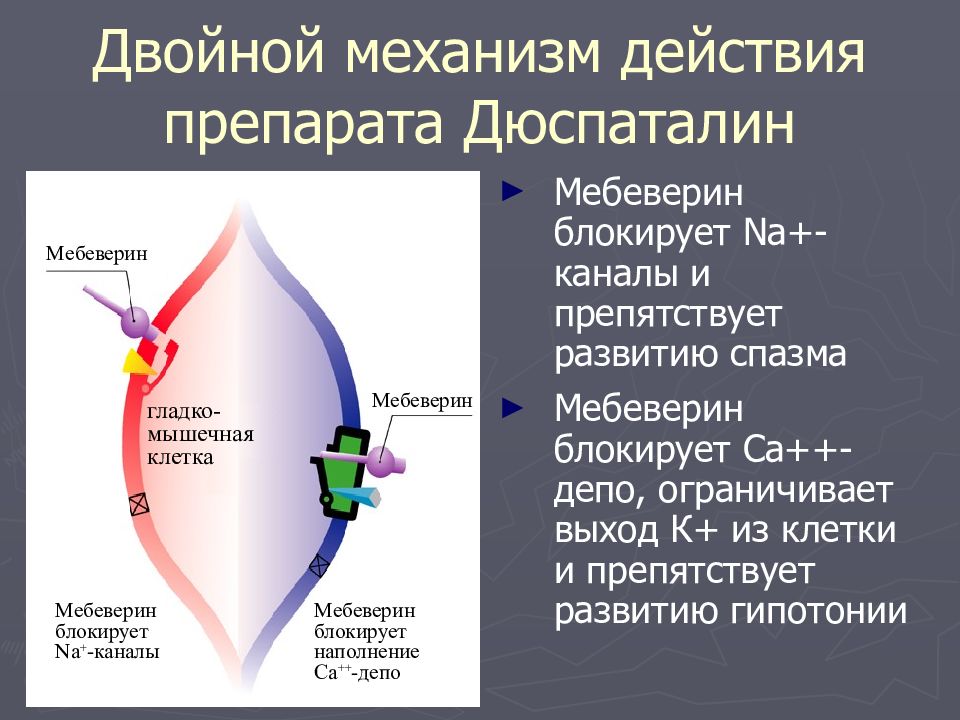 Механизм действия препарата. Механизм действия мебеверина. Дюспаталин механизм действия. Мебеверин механизм действия фармакология. Двойной механизм действия.