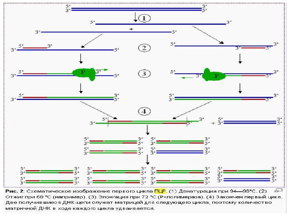 3 цикла пцр. ПЦР длинных фрагментов long-range PCR. ПЦР схема. Полимеразная цепная реакция. Виртуальная ПЦР.