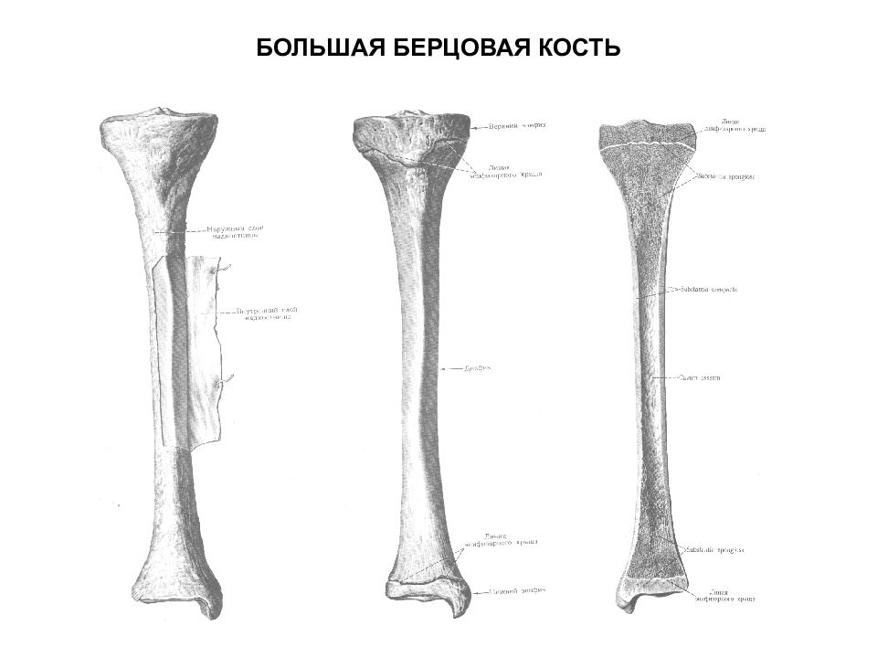 Б берцовой кости. Кости голени большеберцовая кость. Кости голени малоберцовая кость. Большая берцовая кость анатомия человека. Большая и малая берцовая кость анатомия.