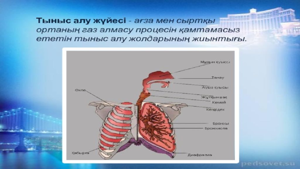 Тыныс алу тыныс шығару