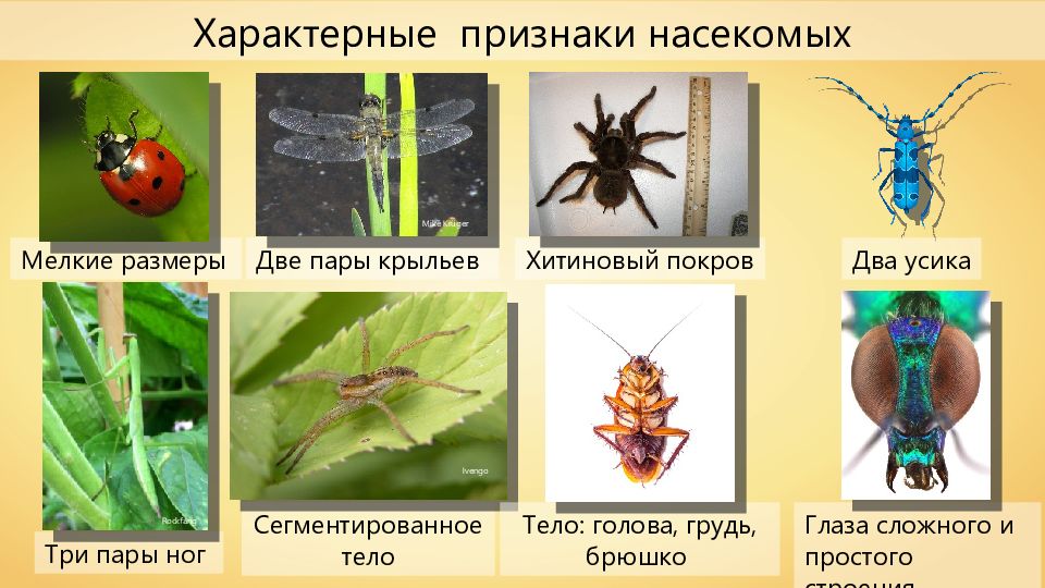 Особенности групп насекомые. Признаки насекомых. Отличительные черты насекомых. Отличительные признаки насекомых. Признаки класса насекомые.