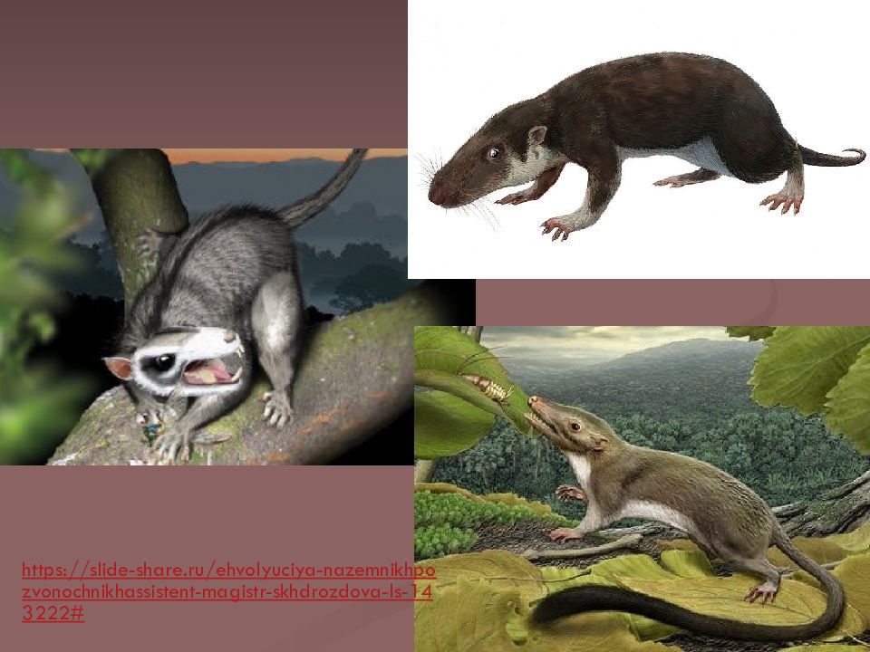 Первые настоящие наземные животные. Древесные Насекомоядные плацентарные млекопитающие. Эволюция млекопитающих.
