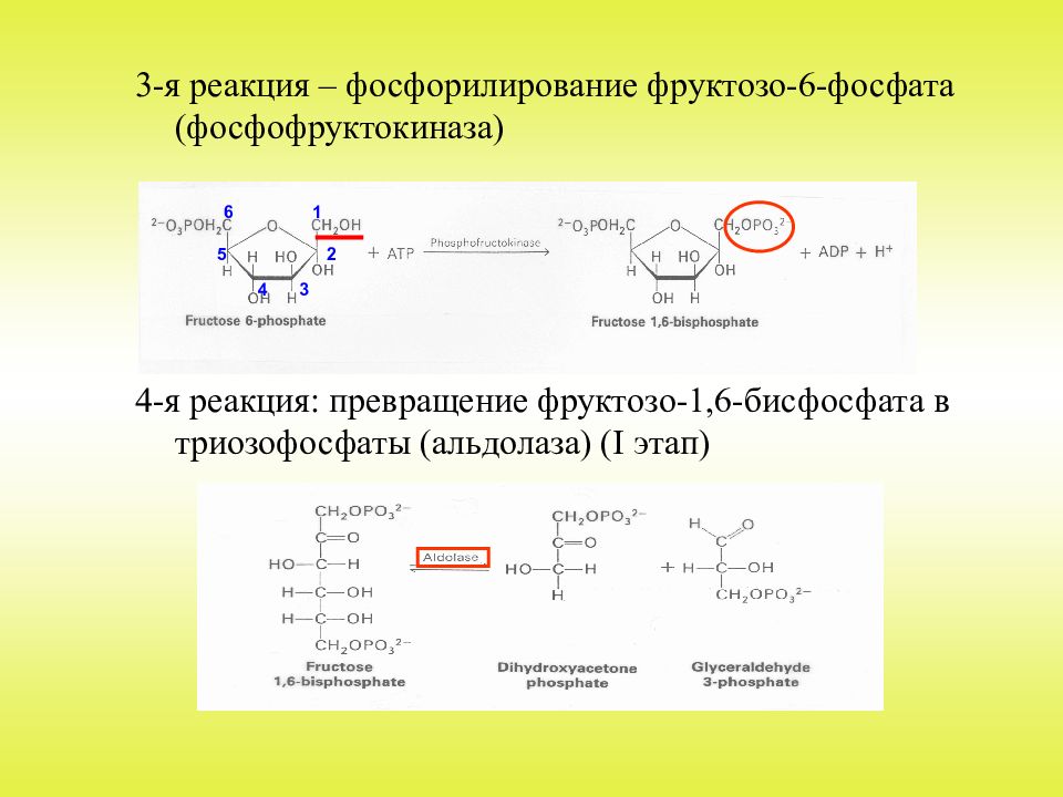 Фосфат реакция. Фруктозо 1 фосфат реакция-. Реакцию фосфорилирования фруктозо – 6 – фосфата. Реакция катализируемая фруктозо-1,6-бисфосфатаза. Реакция фосфорилирования фруктозо 1,6 дифосфат.