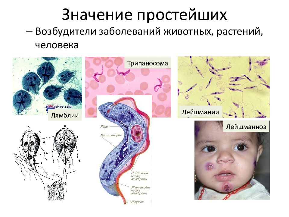 Картинки простейшие паразиты