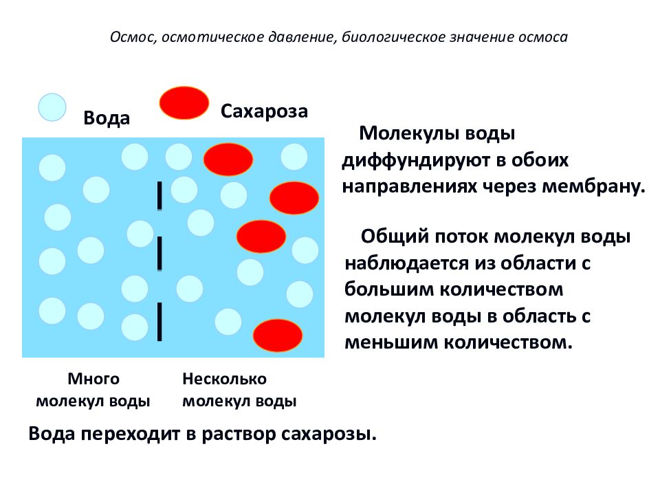 Количество молекул в воде