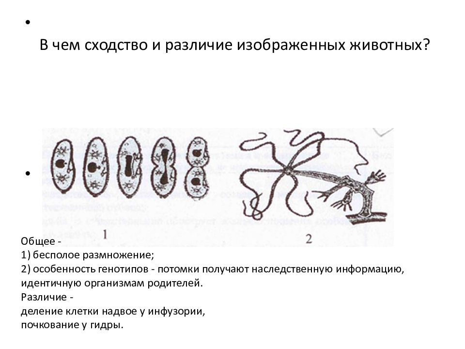 Схема бесполого размножения 5 класс