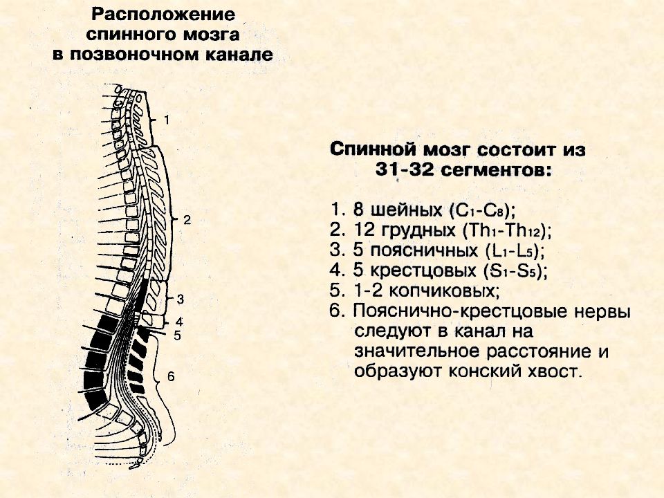 Передний столб спинного мозга. Проекция спинного мозга на Позвоночный столб. Поясничное утолщение спинного мозга. Сегменты спинного мозга и позвонки таблица. Позвонки человека спинной мозг анатомия.