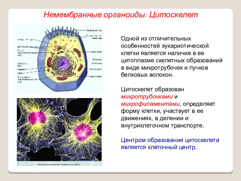 На рисунке изображена клетка имеющая обособленное ядро и мембранные органоиды какой тип питания