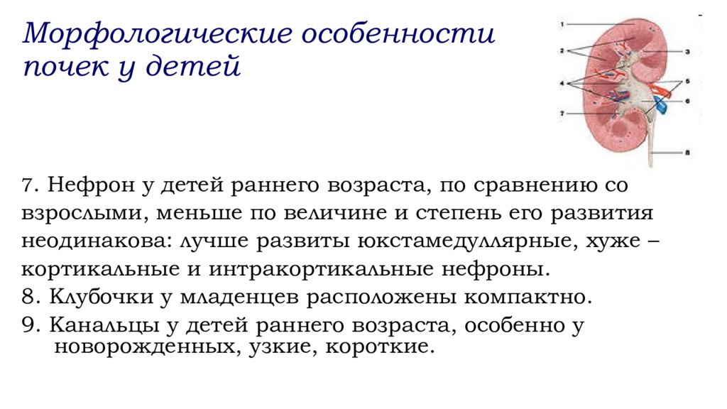 Заболевание почек особенности