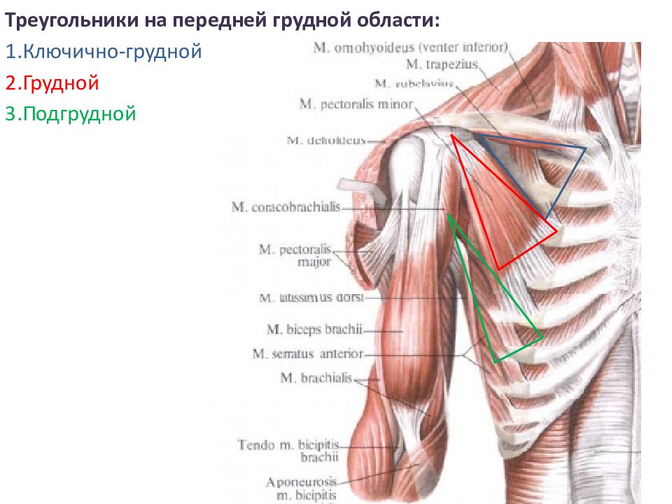 Мышцы пояса