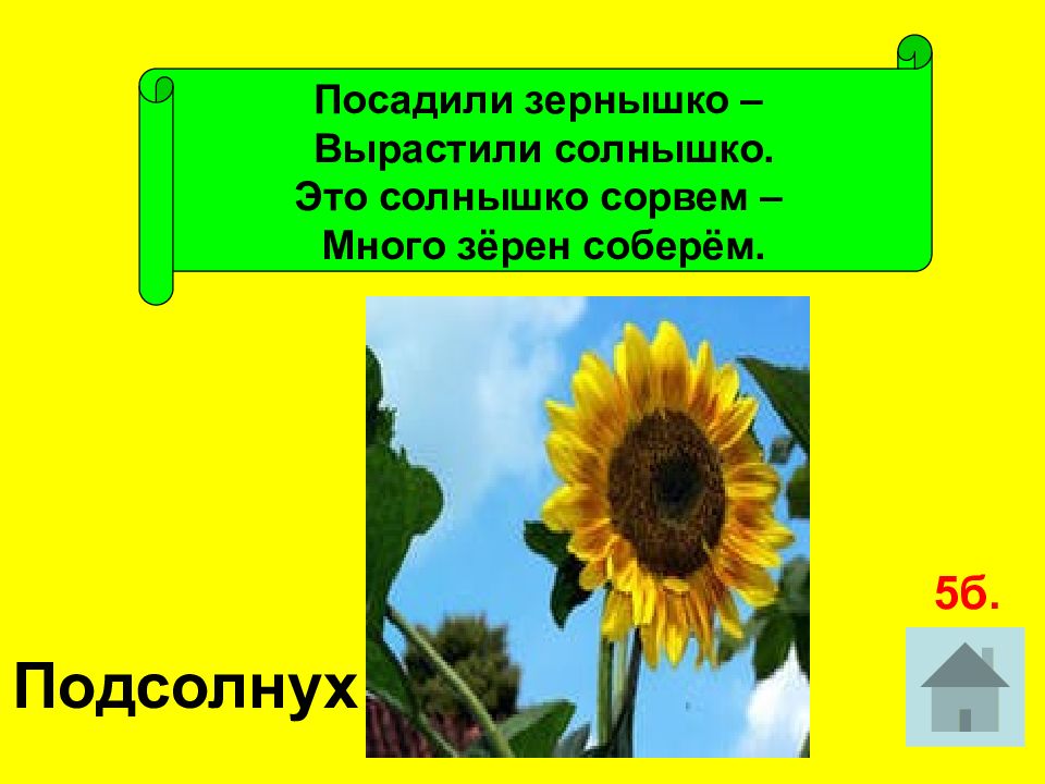 Слово подсолнечники. Загадка про подсолнечник. Загадка про подсолнух. Загадка про подсолнух для детей. Стих про подсолнечник.