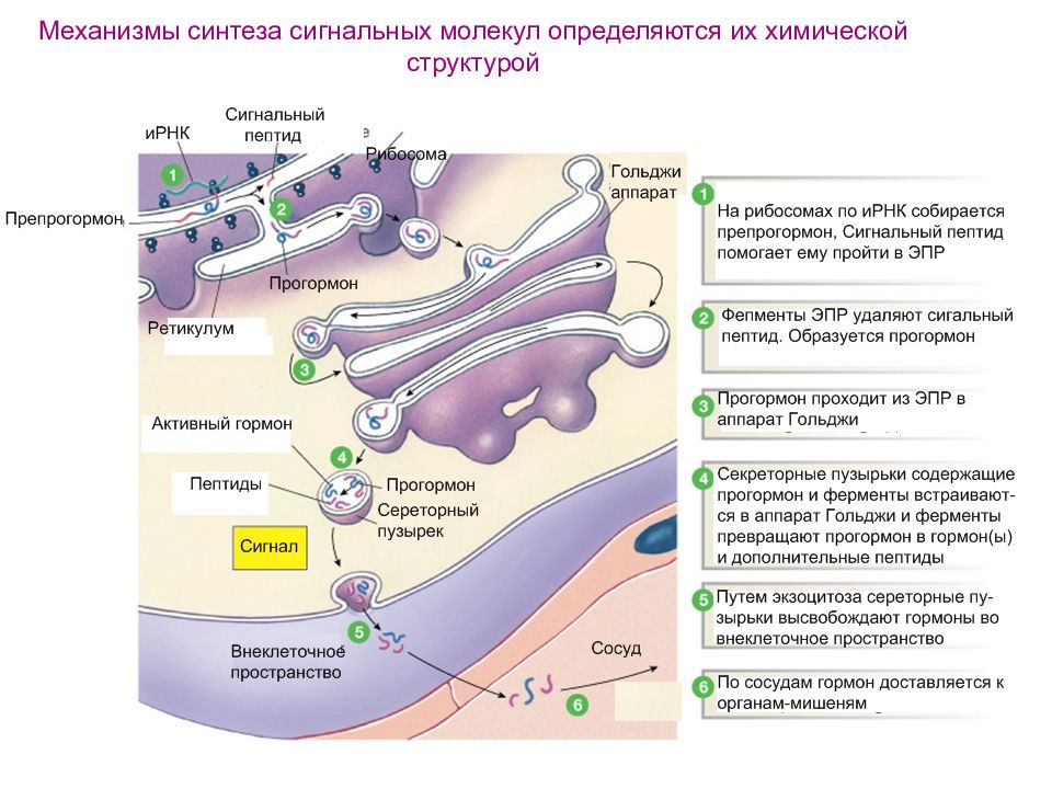 Синтез описаний. Механизмы действия сигнальных молекул. Межклеточная химическая сигнализация. Механизмы межклеточной сигнализации. Механизм действия липофобных сигнальных молекул.