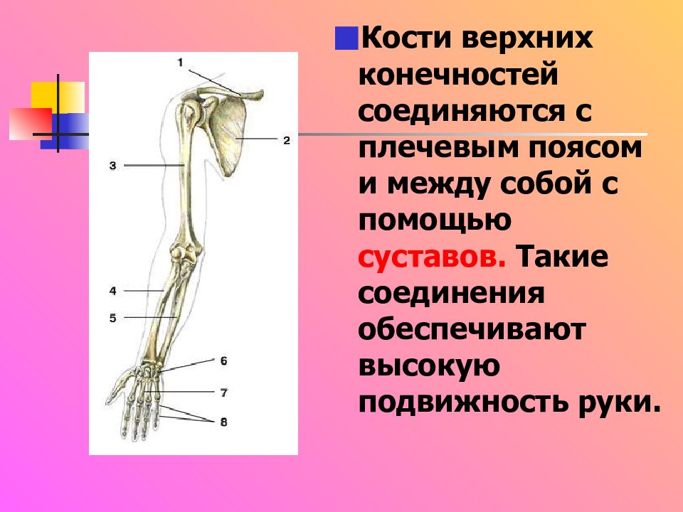 Соединения костей плечевого пояса. Пояс верхних конечностей. Кости верхней конечности.. Соединение костей свободной верхней конечности. Кости пояса верхней конечности человека анатомия. Плечевой пояс и скелет верхних конечностей.