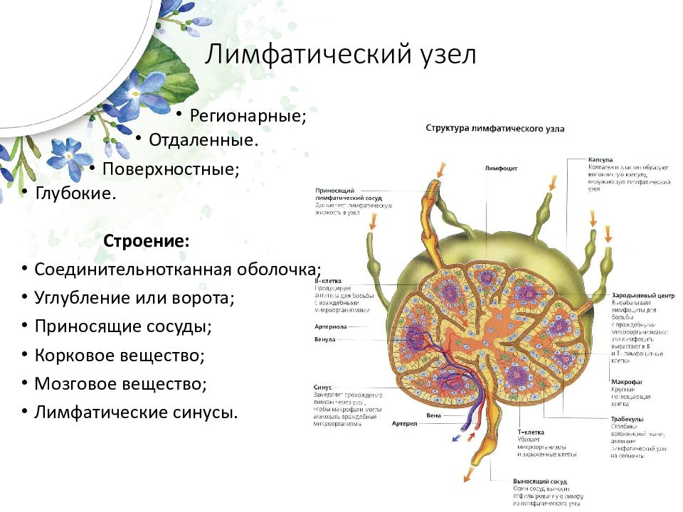 Содержит кровеносные лимфатические сосуды. Корковое и мозговое вещество лимфатического узла. Лимфатические синусы. Синусы лимфатического узла. Регионарные лимфатические узлы.