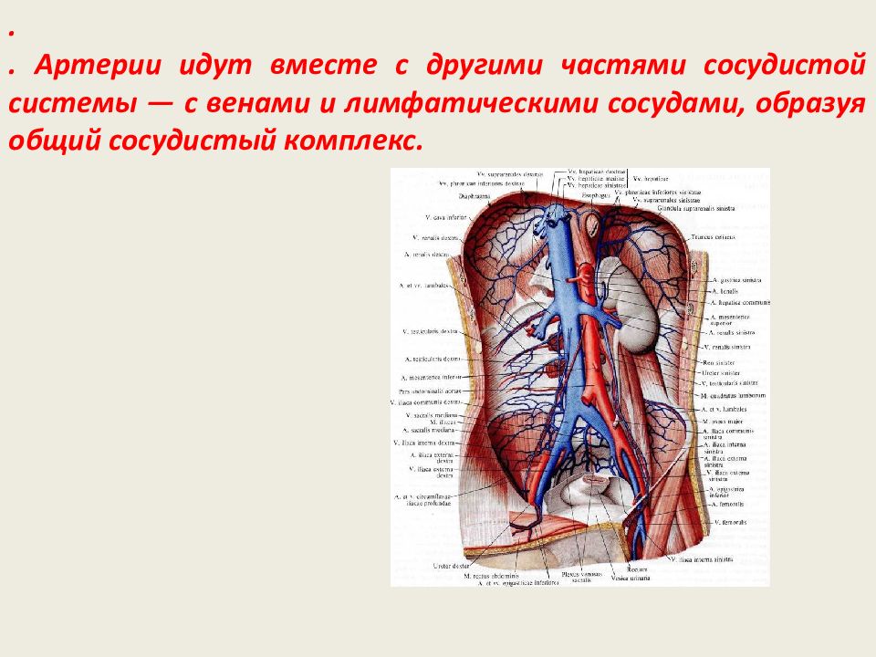 Сосуды образованы. Развитие артерий. Развитие артерий анатомия. Функциональная анатомия артерий. Артерия анатомия человека презентация.