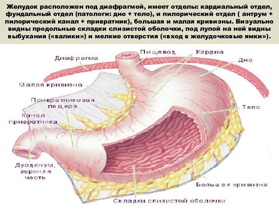 Продольные складки слизистой оболочки. Желудок анатомия фундальный отдел. Кардиальный фундальный пилорический отдел желудка. Складки желудка анатомия.