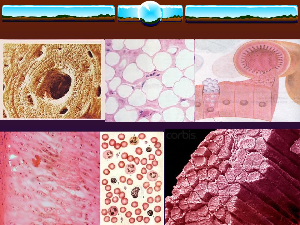 Названия тканей человека. Ткани человека. Рыхлая ткань человека. Ткани человека биология. 4 Типа тканей.