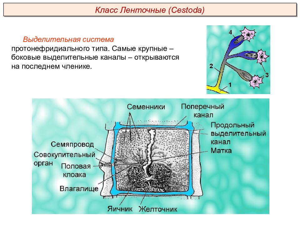 Черви егэ презентация