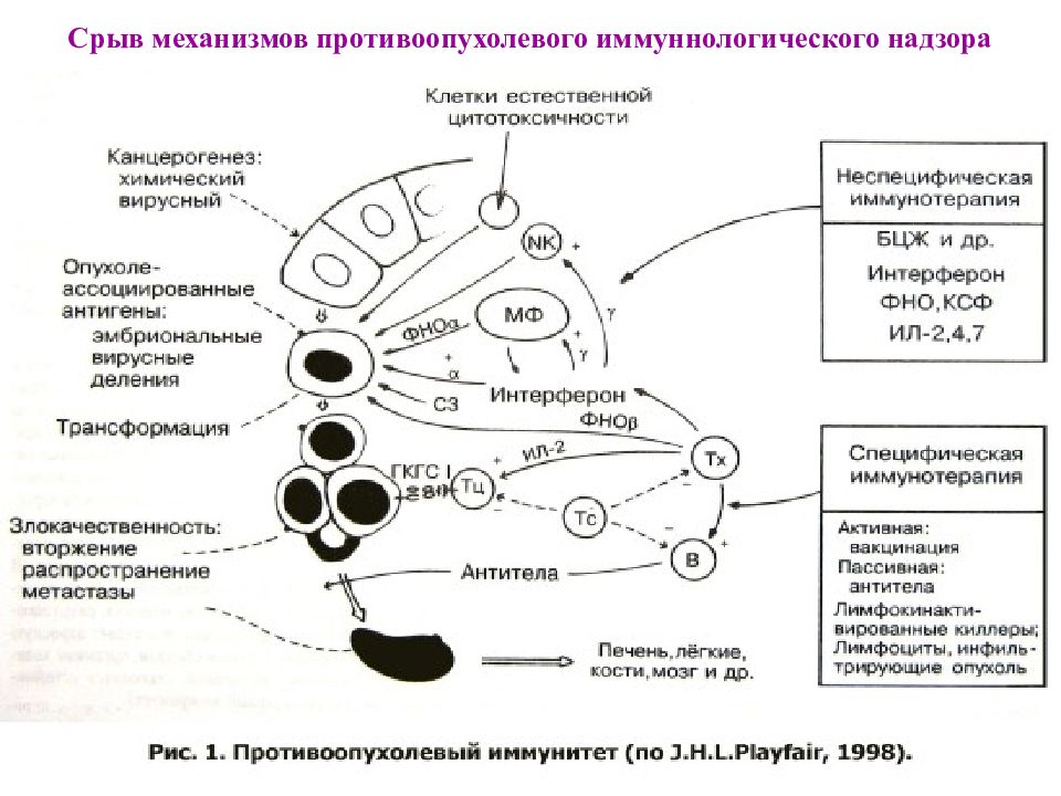 Противоопухолевый иммунитет презентация