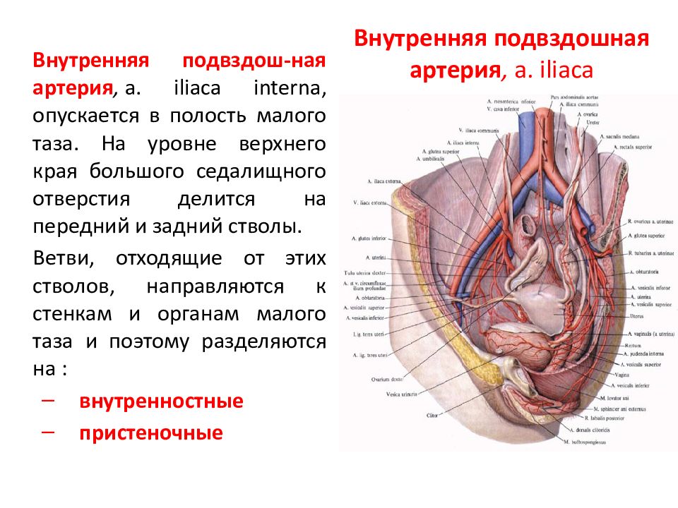 Внутренняя подвздошная артерия