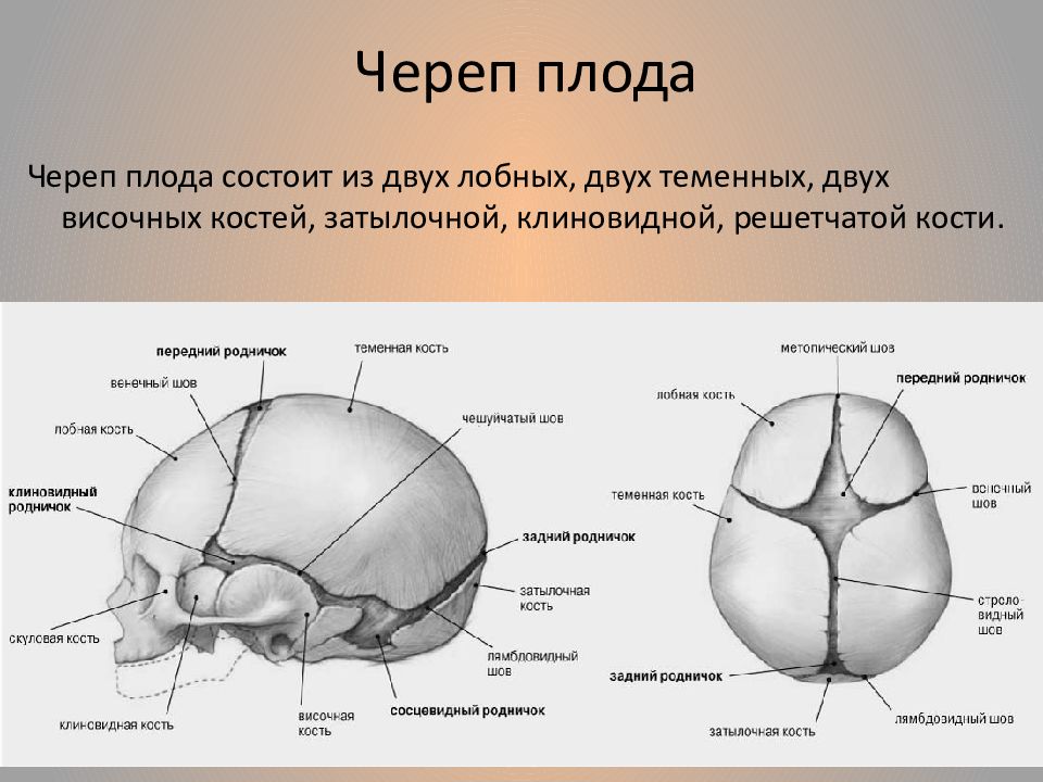 Швы черепа картинка