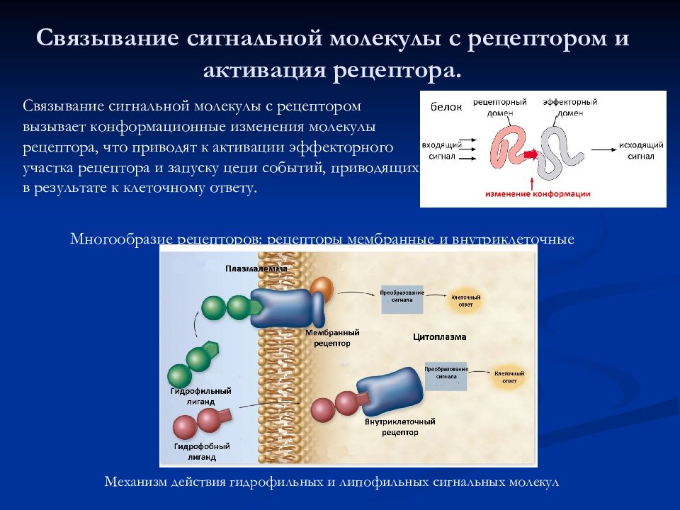 механизмы действия сигнальных молекул биохимия. рецептор сигнальных молекул. механизмы действия сигнальных молекул. рецептор сигнальных молекул. распространенные пути передачи информации в клетке.