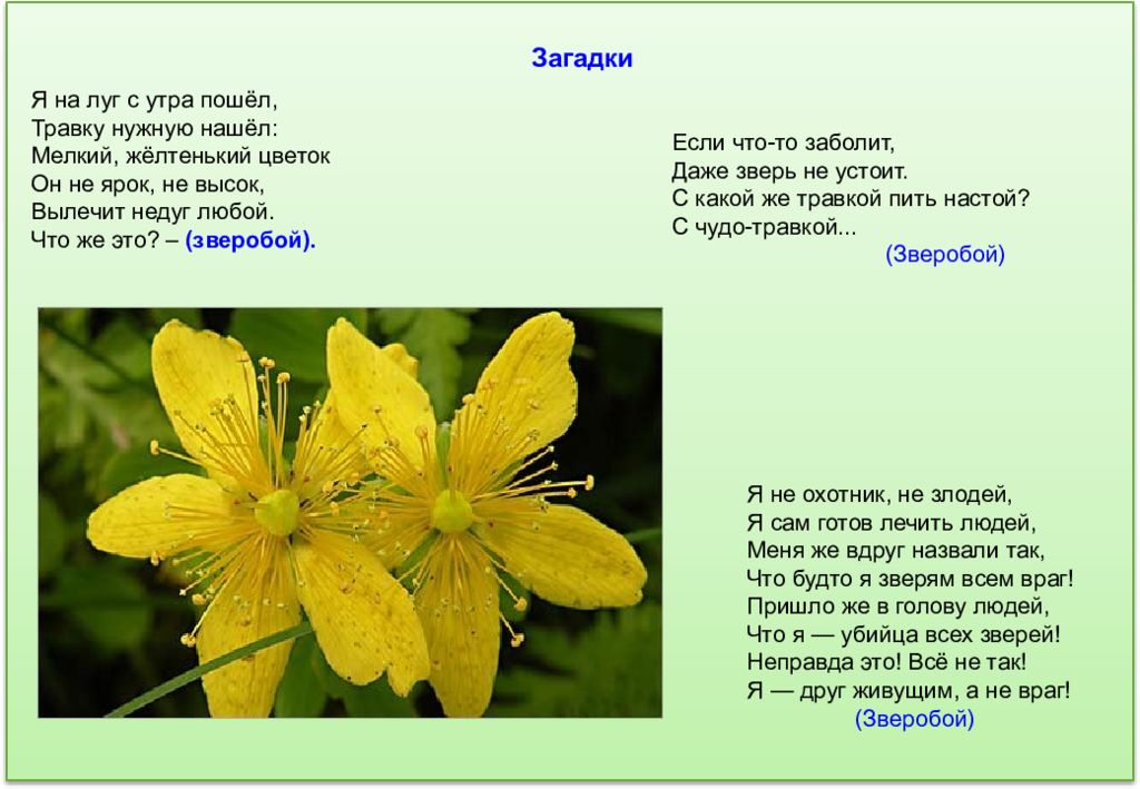 Загадки и пословицы о растениях. Загадка про зверобой. Загадки про лекарственные травы. Загадки про лечебные растения. Загадки о луговых цветах.