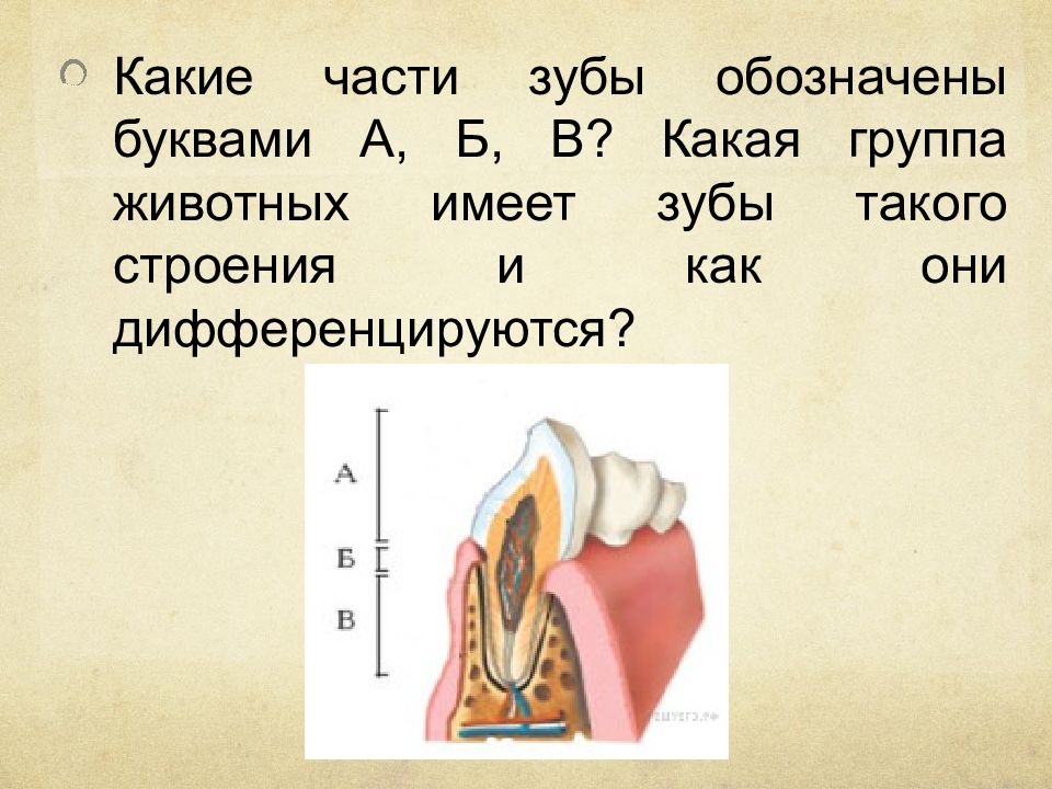 Иметь зуб. Какая группа животных имеет зубы такого строения. Какие части зуба обозначены на рисунке. Как дифференцируются зубы. Строение зубов а б в.