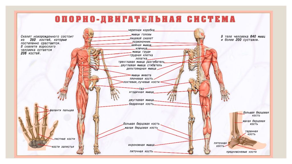 Внимательно рассмотри рисунок на котором изображена опорно двигательная система