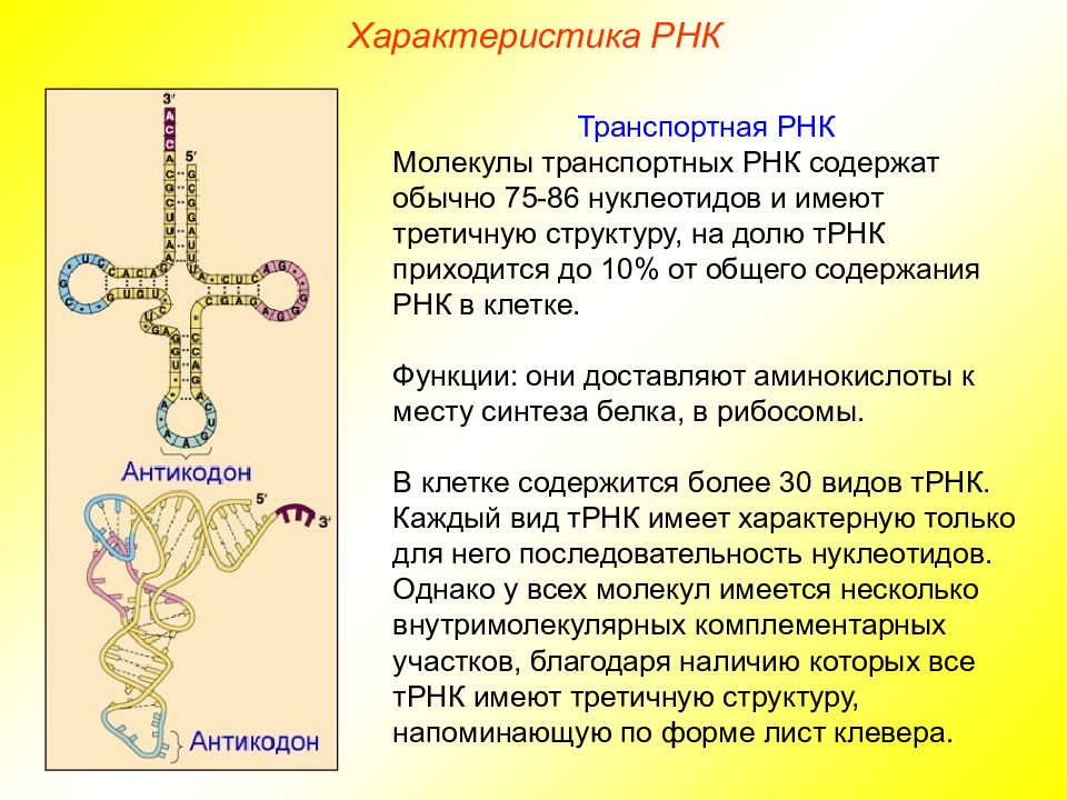 Состав антикодона