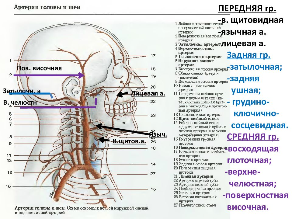 Вопросы анатомия физиология