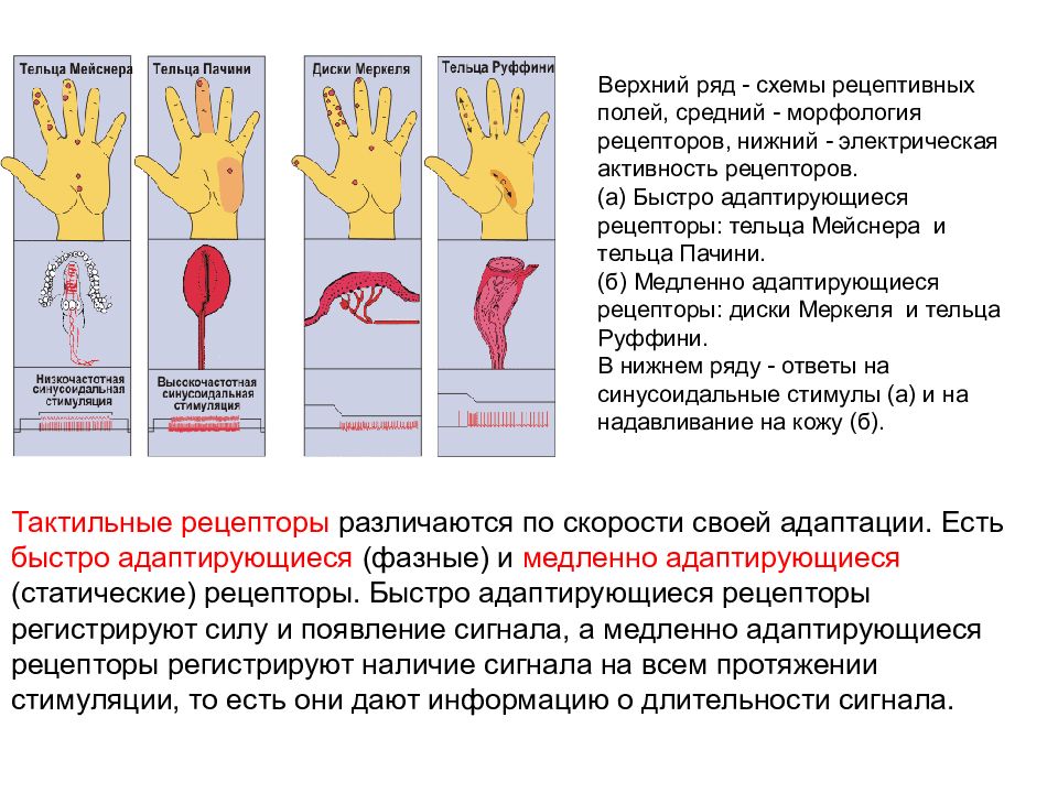 На рисунке изображена реакция механорецепторов на изменения раздражителей на примере телец пачини