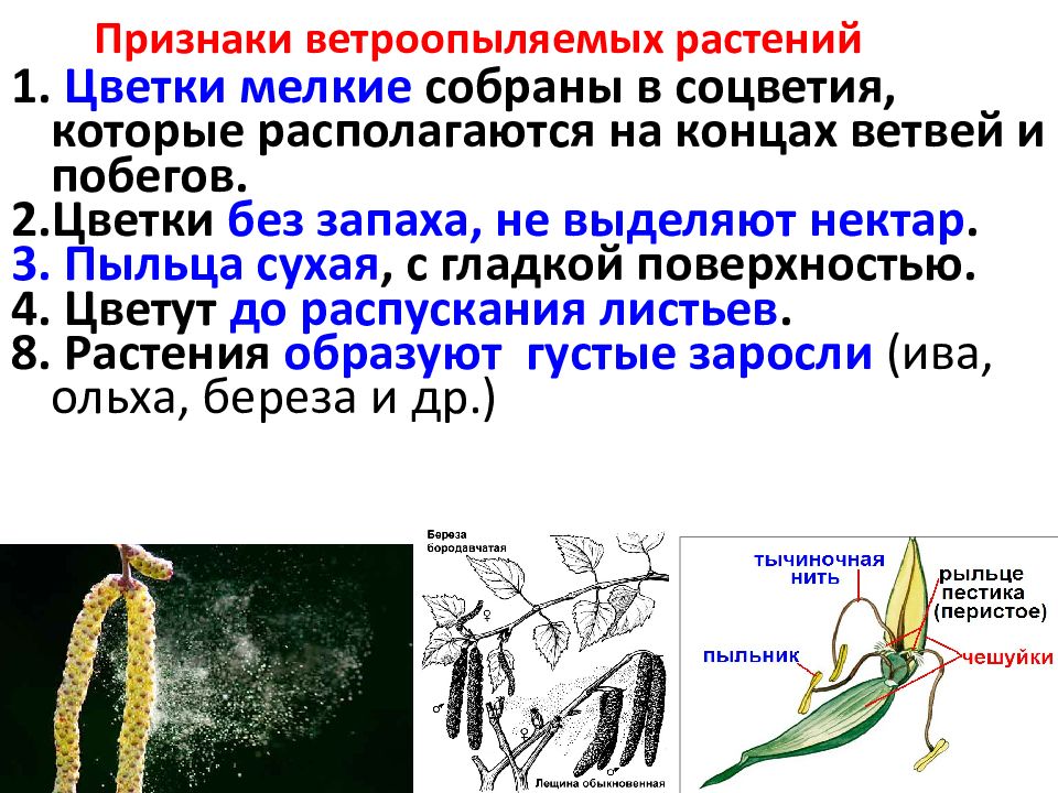 Жизнедеятельность растений