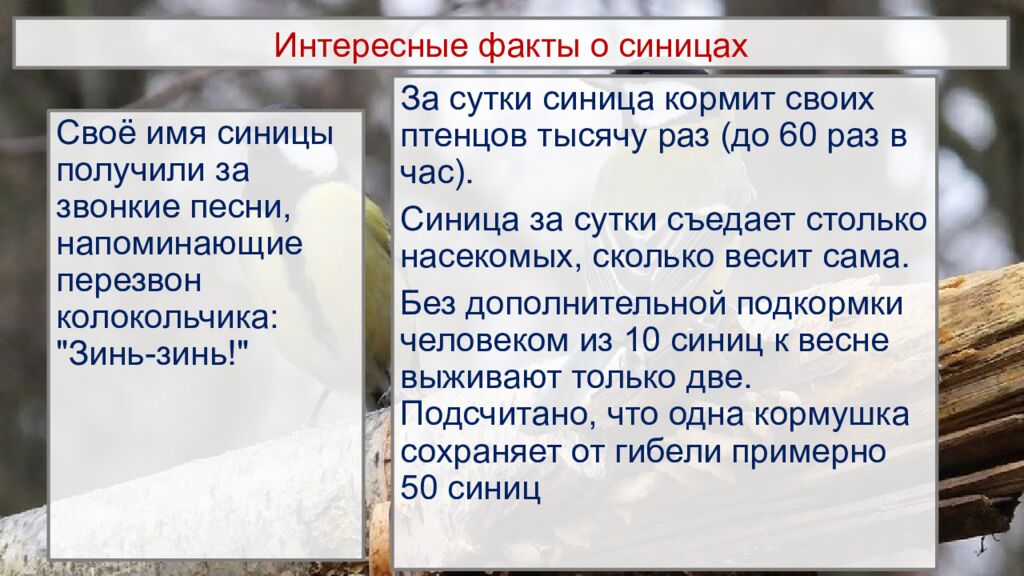 Интересные факты о синицах