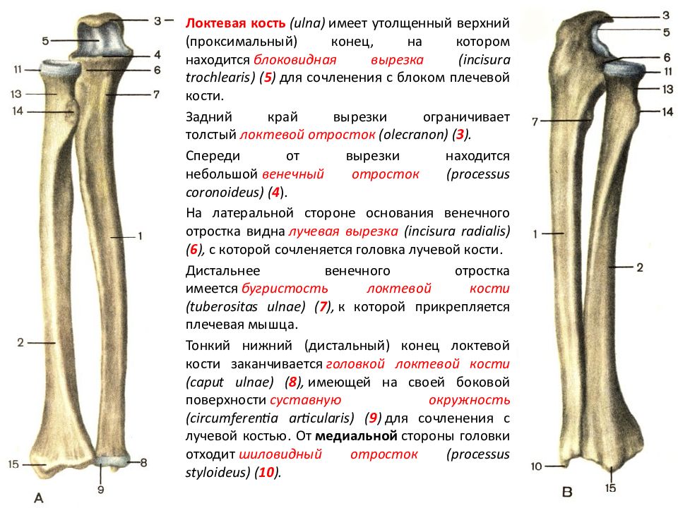 Лучевая кость рисунок