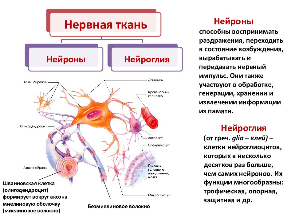 Вспомогательные нервные клетки. Строение нейрона и функции нейроглии. Нервная ткань глия клетки. Нервная ткань нейроглия строение и функции. Нервная ткань строение и функции нейрона и нейроглии.