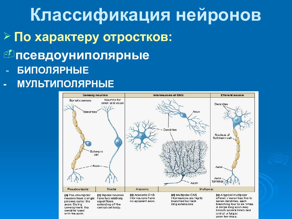 Классификация нейронов. Функциональная классификация нервных клеток. Классификация нейронов по длине аксонов. Схема морфологической классификации нейронов. Физиологическая классификация нейронов