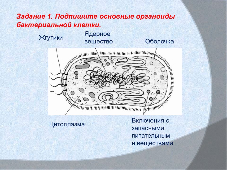 Схема строения бактерий