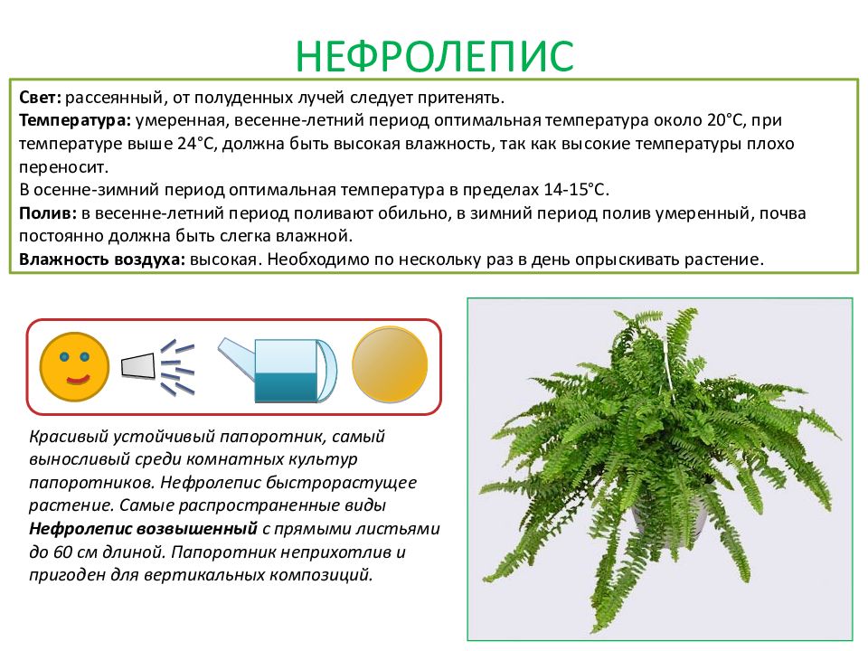 Паспортизация растений презентация