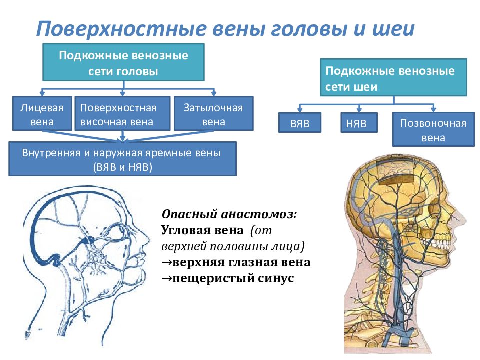 Кровоснабжение головы и шеи схема