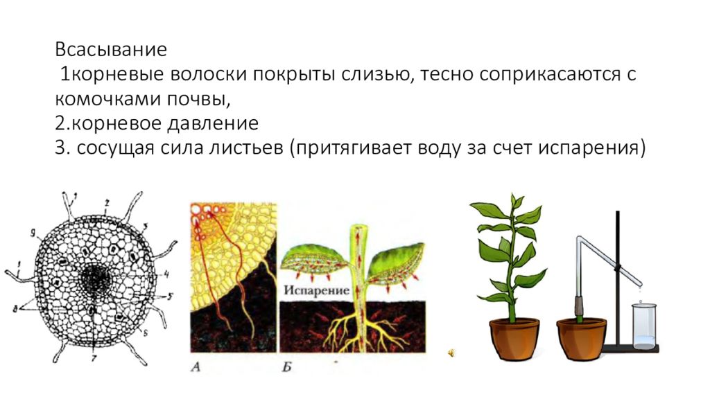 У какого растения корневое давление сильнее. Корневое давление. Корневое давление рисунок. Корневое давление у растений.