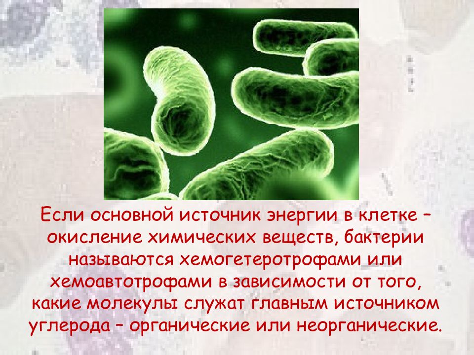 Источники энергии бактерий. Хемоавтотрофы бактерии. Царство бактерии дробянки. Надцарство бактерий. Хемоавтотрофы примеры бактерий.