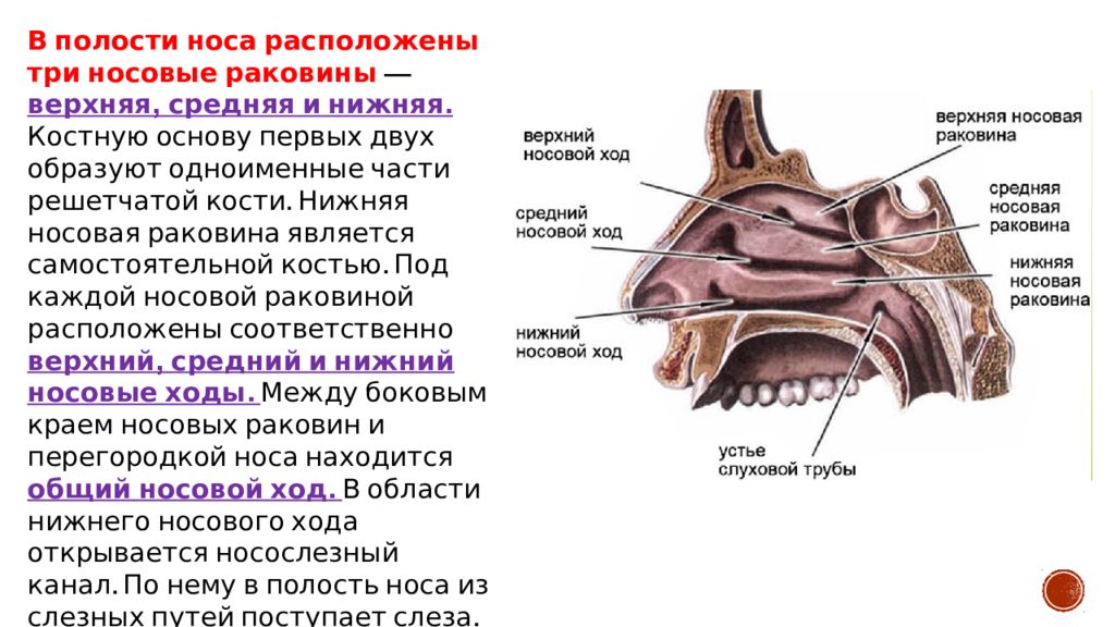 Расположенная на нижней. Полость носа анатомия кратко. Верхняя и средняя носовые раковины решетчатой кости. Строение полости носа кратко. Строение полости носа стенки носовые раковины носовые ходы.