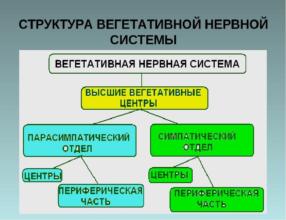 Вегетативная система презентация