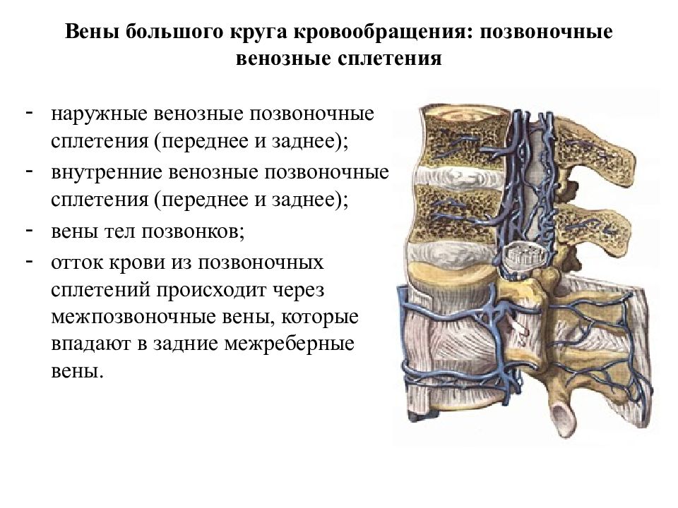 Венозная дисгемия по позвоночным сплетениям. Венозные сплетения позвоночного столба. Венозное сплетение позвоночника. Наружные позвоночные венозные сплетения. Позвоночные сплетения вен.